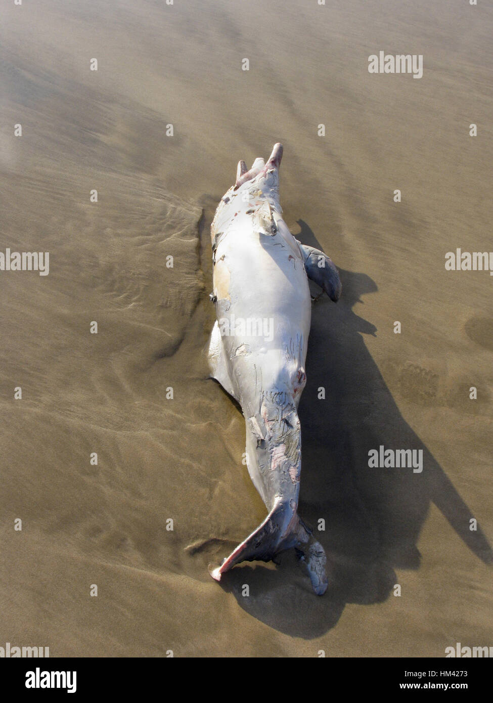 Close-up of a dead fish Stock Photo - Alamy