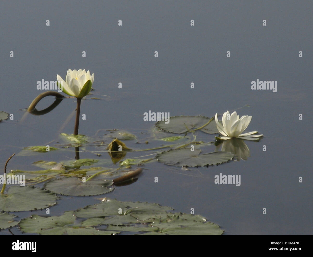 White lotus in the pound. The White Lotus originated as a hybrid