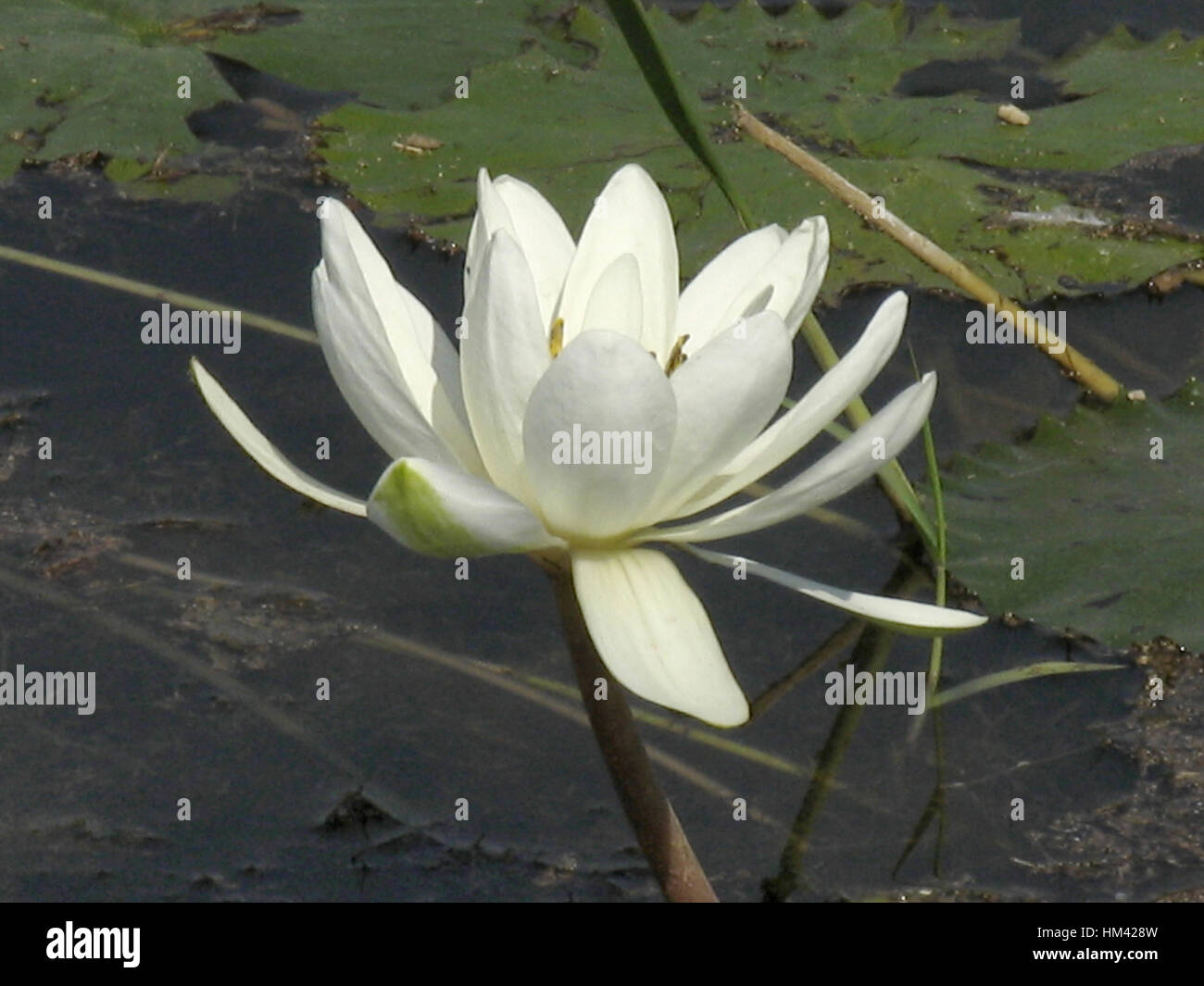 White lotus in the pound. The White Lotus originated as a hybrid