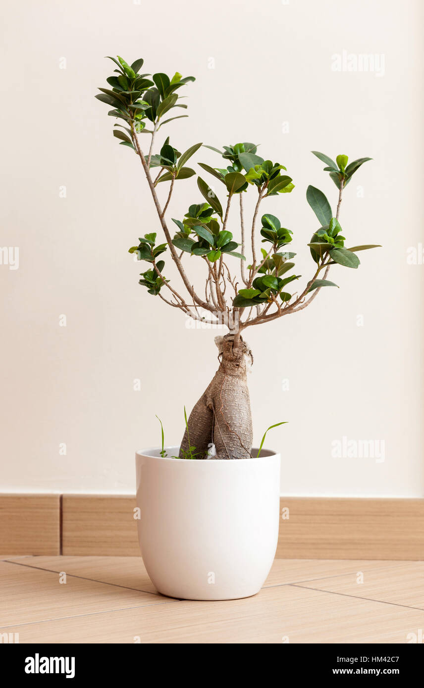 Bonsai ginseng or ficus retusa also known as banyan or chinese fig tree Stock Photo