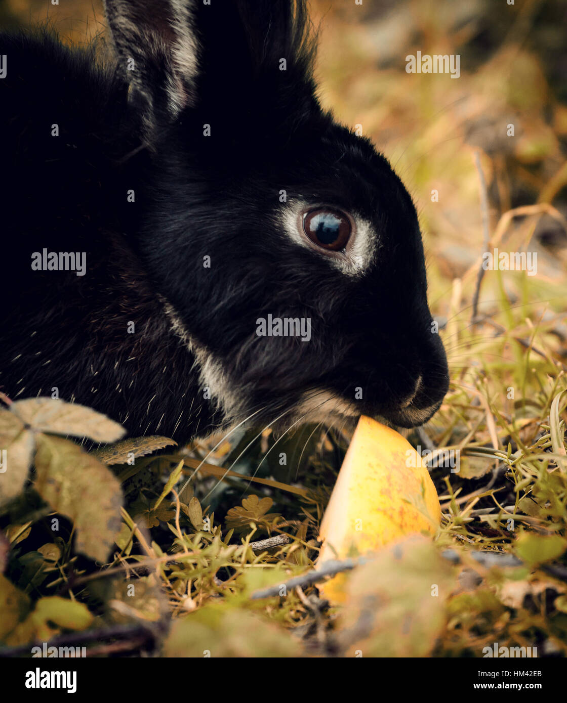 Nice black rabbit eating an apple in autumn Stock Photo - Alamy