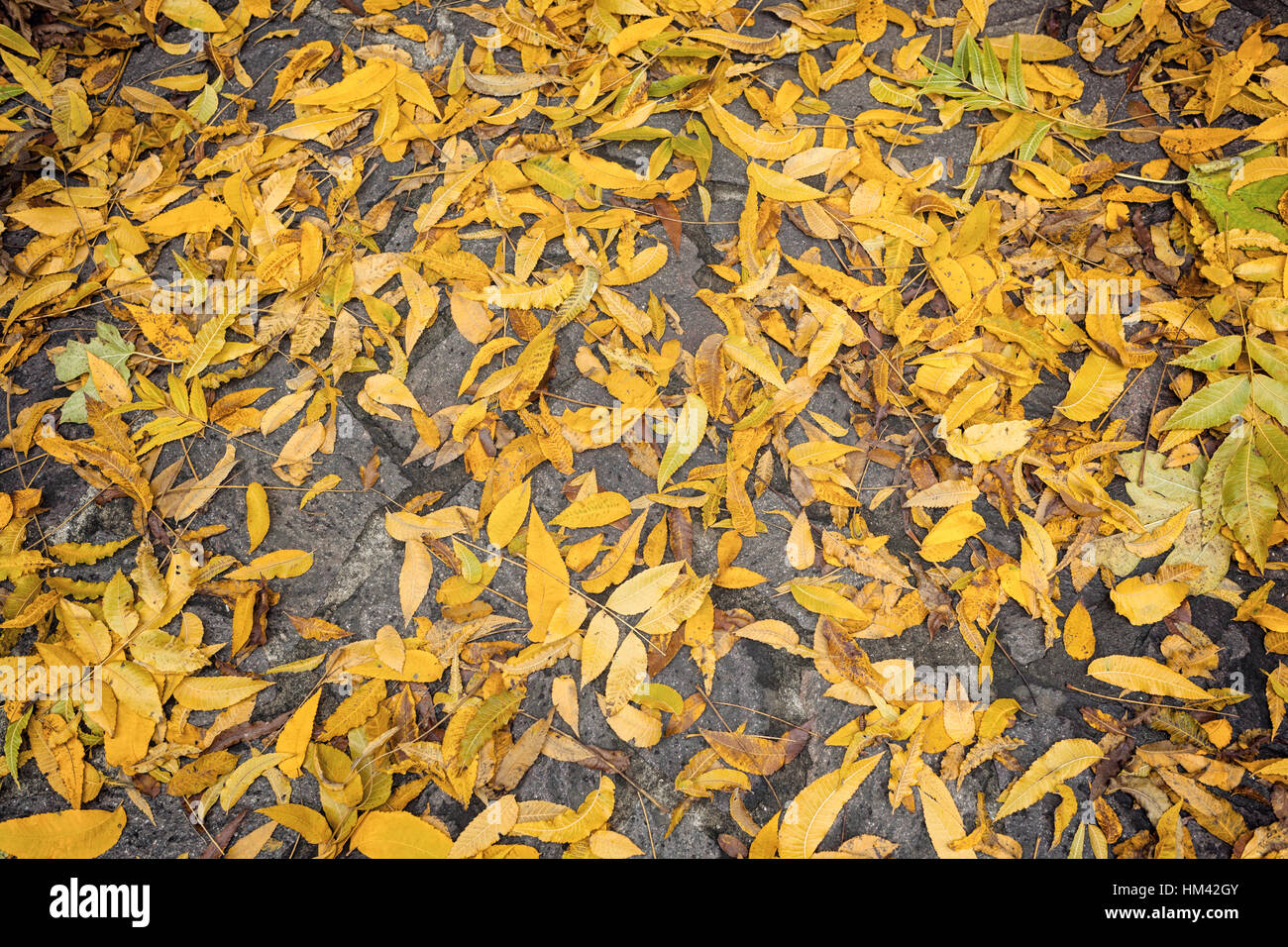 Top view of yellow fallen leaves background Stock Photo - Alamy