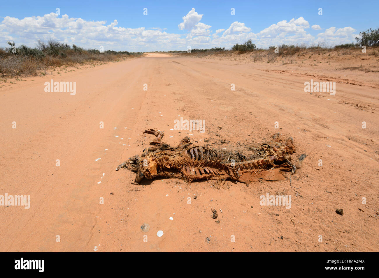 Roadkill on an Outback dirt road, New South Wales, Australia Stock Photo