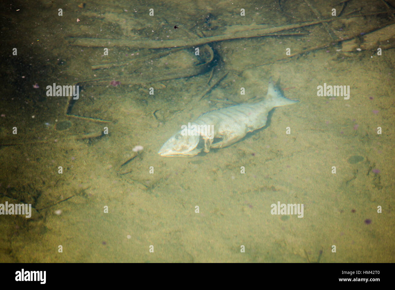 A dead fish in polluted and dirty water Stock Photo Alamy
