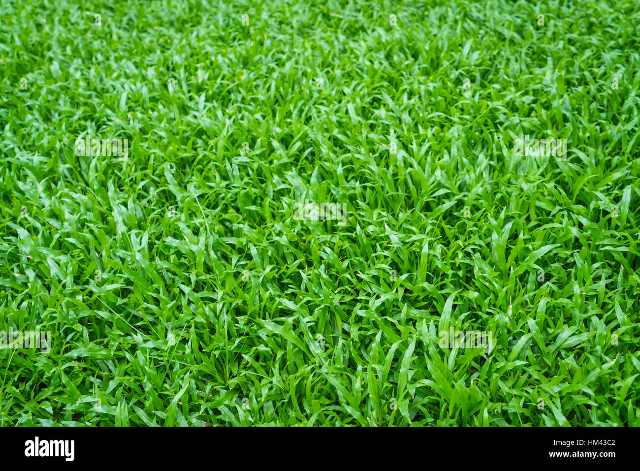 Close-up image of fresh spring green grass Stock Photo - Alamy