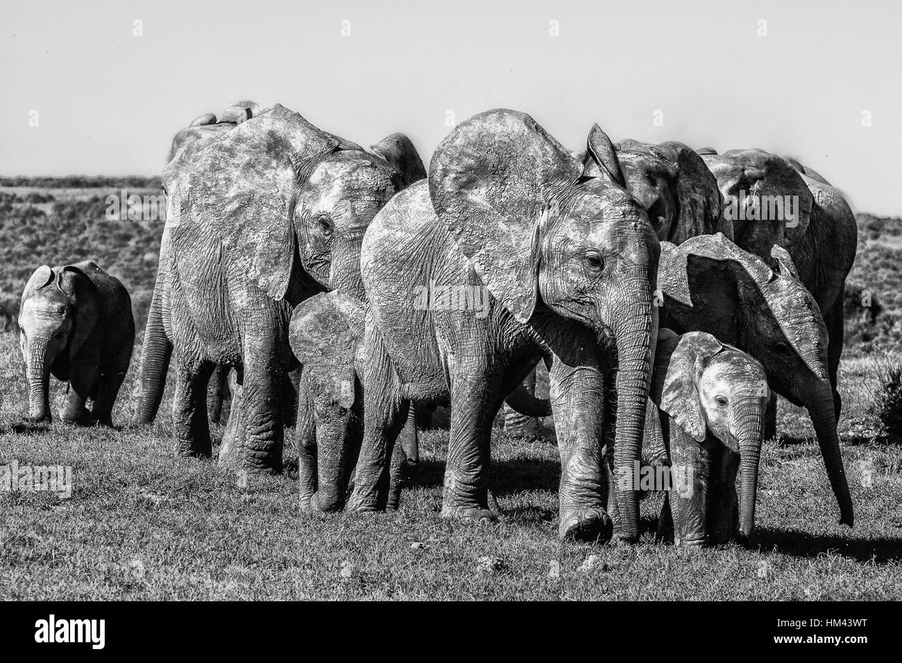 Portrait of a closely moving elephant family or group in monochrome made in South Africa - symbolic - forward motion, together, joint, family, secure, Stock Photo