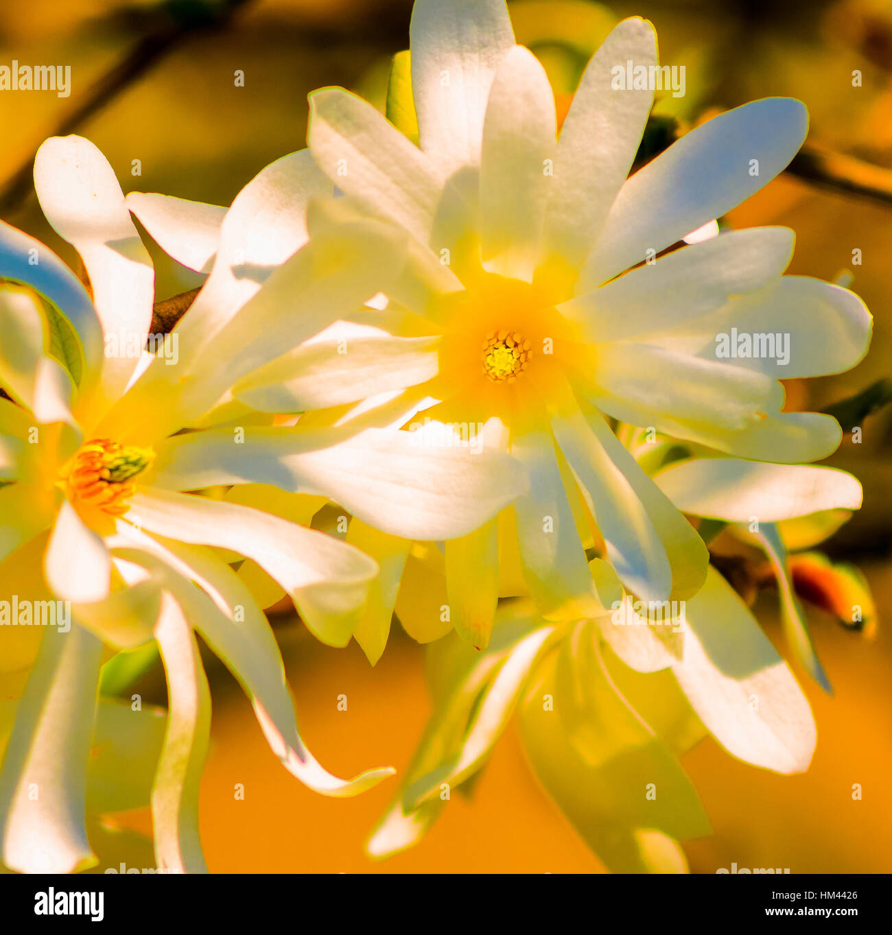 Yellow Magnolia High Resolution Stock Photography and Images - Alamy