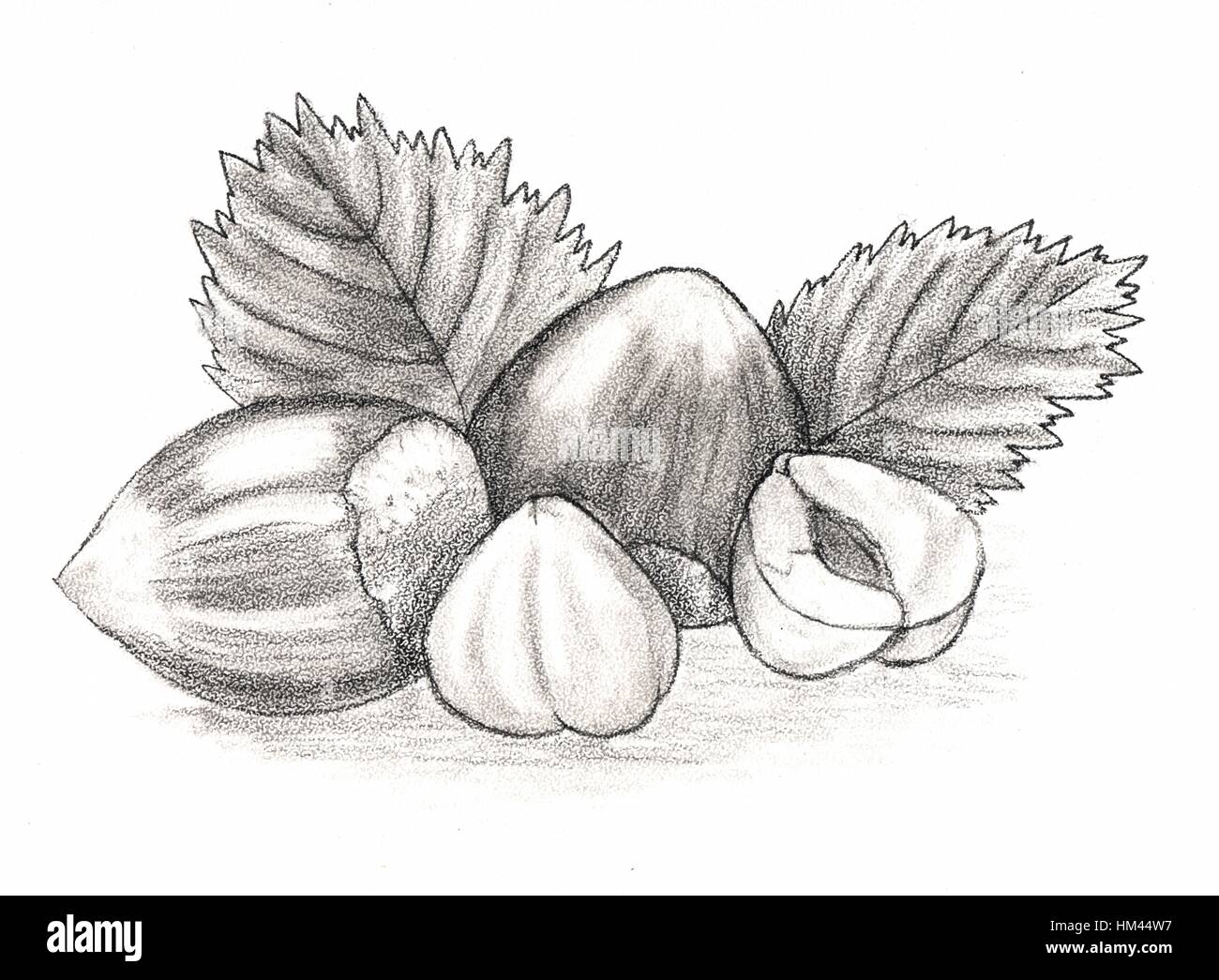 Featured image of post Pencil Drawing Images Of Leaves : *we don&#039;t own any content.