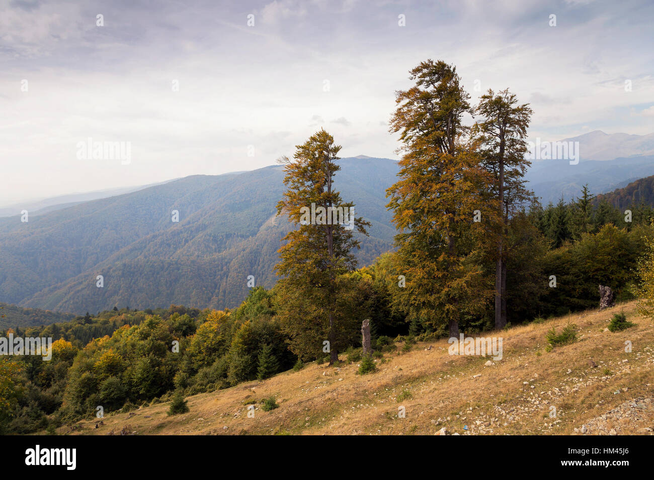 Summer alpine landscape Stock Photo