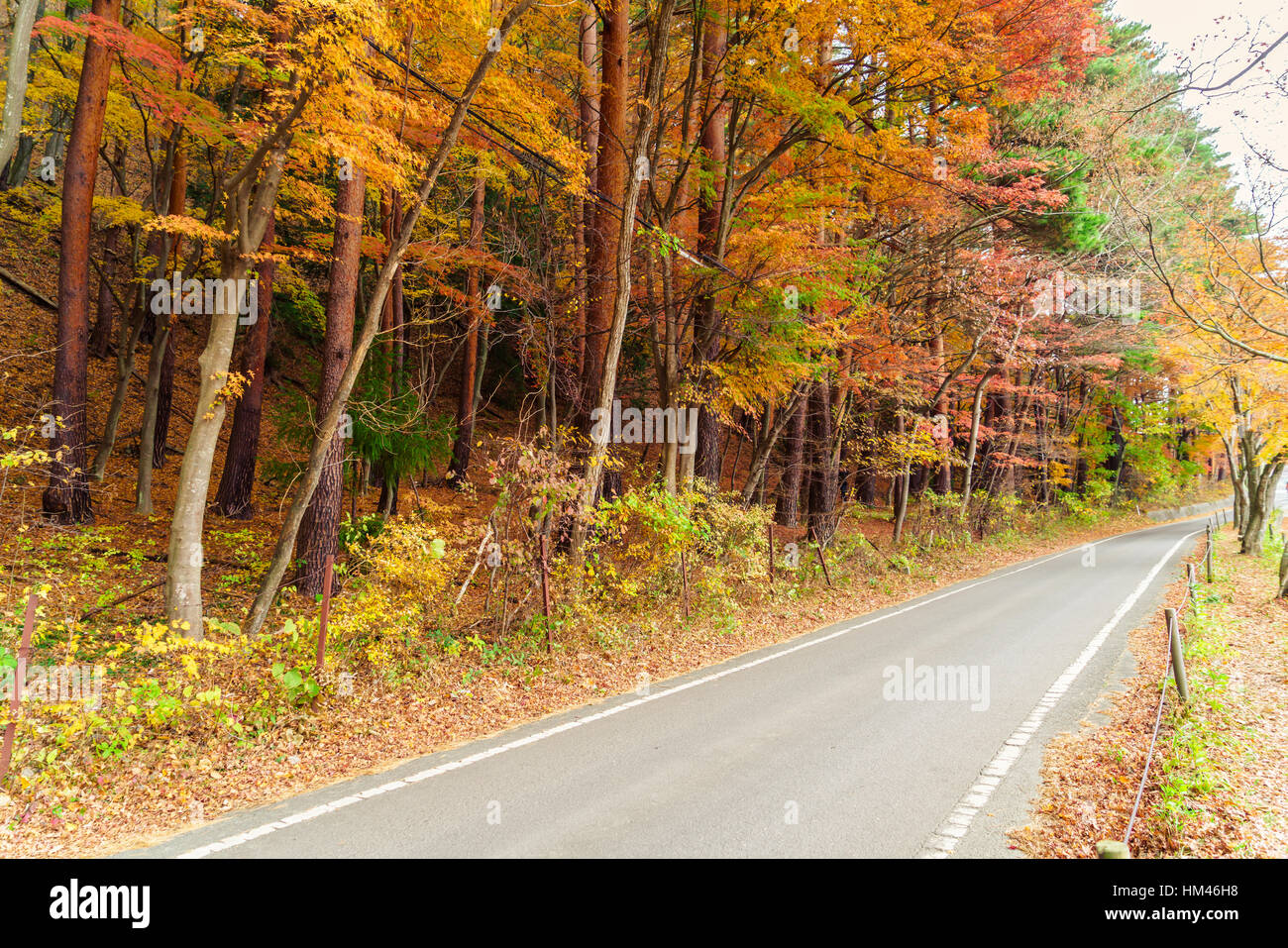 Beautiful Colorful Autumn Leaves Stock Photo - Alamy