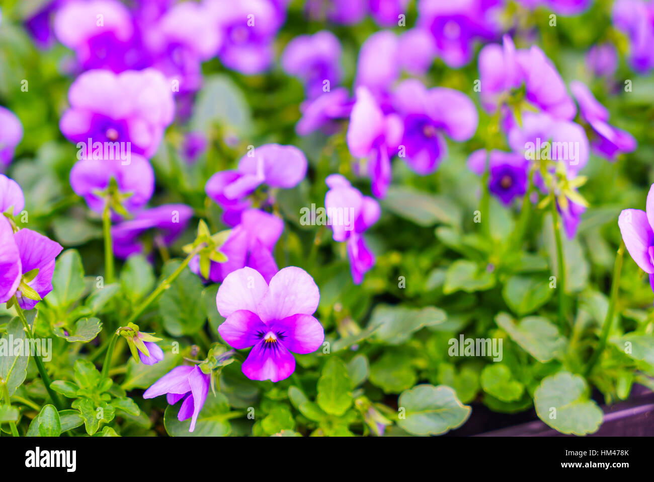 Beautiful purple flower Stock Photo - Alamy