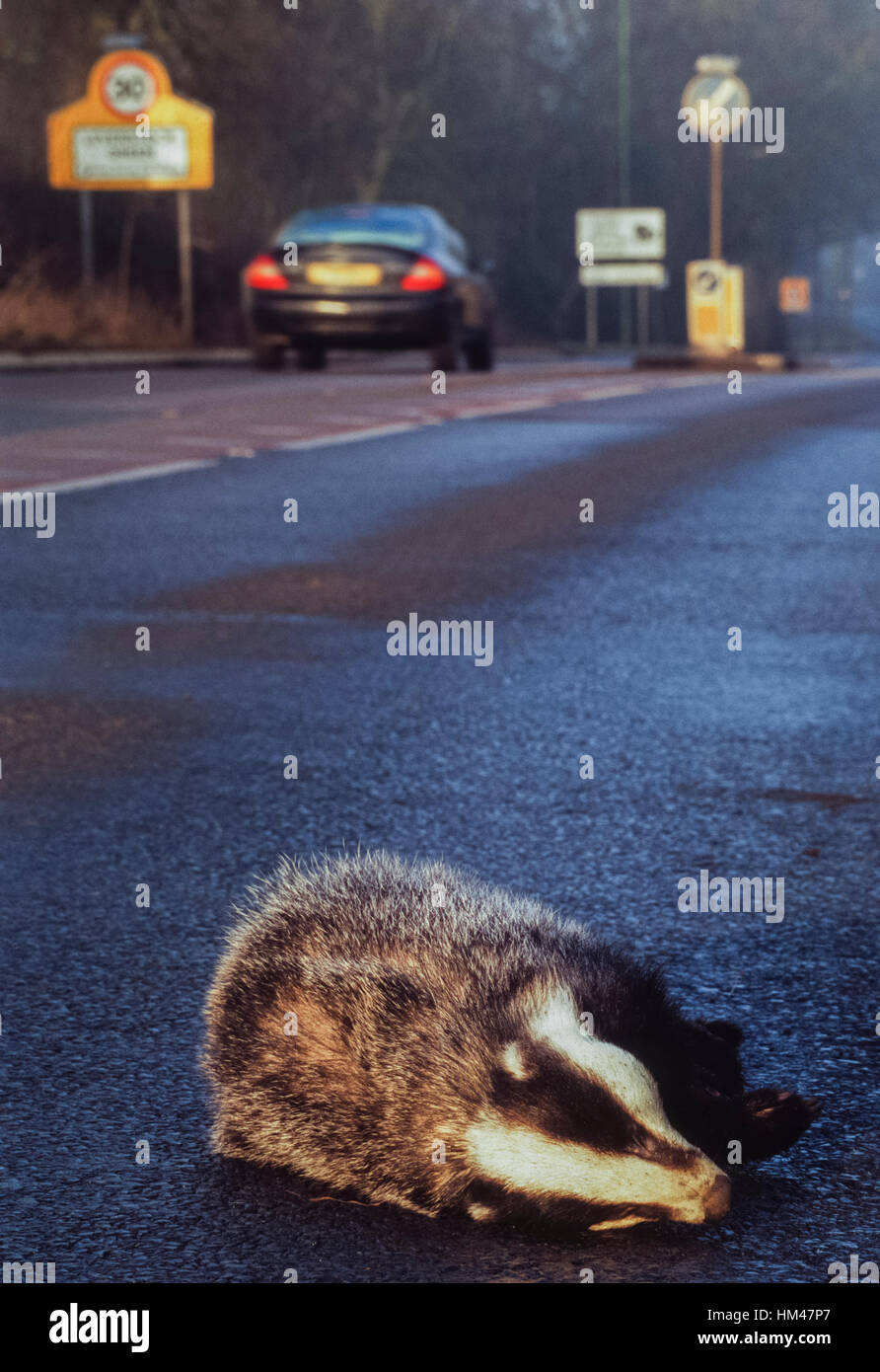 Eurasian Badger, (Meles meles), killed on road, Hertfordshire, England, United Kingdom Stock Photo