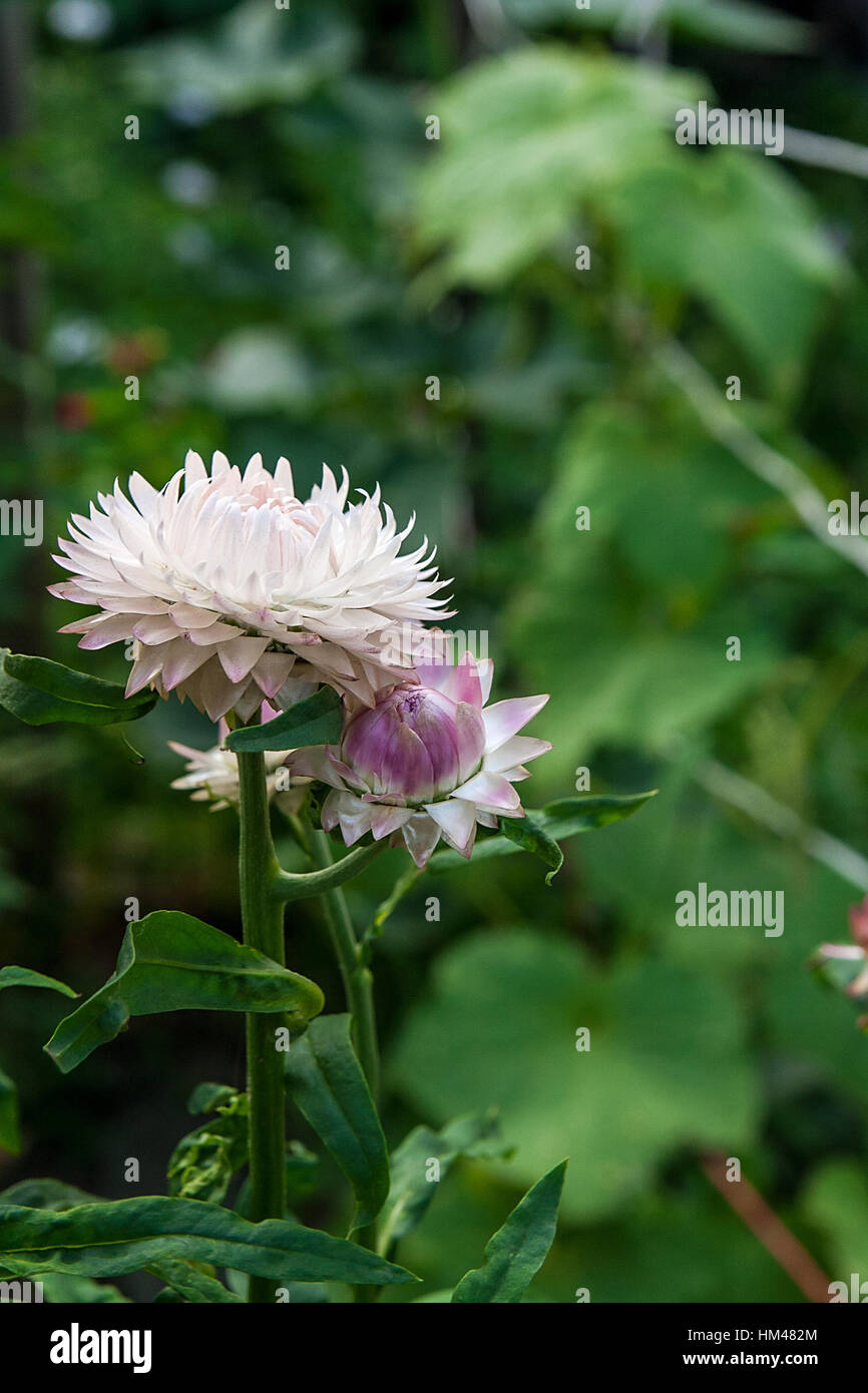 Helichrysum or Straw flower in outdoor garden. Straw flowers, scientific name is Helichrysum bracteatum. Stock Photo