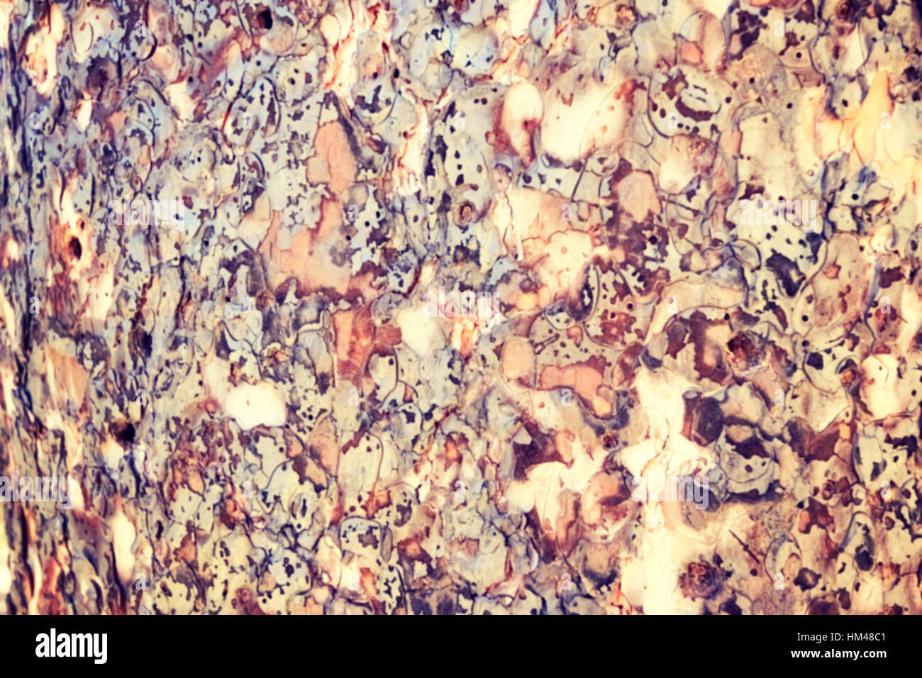 Color toned blurred abstract background made of tree bark. Stock Photo