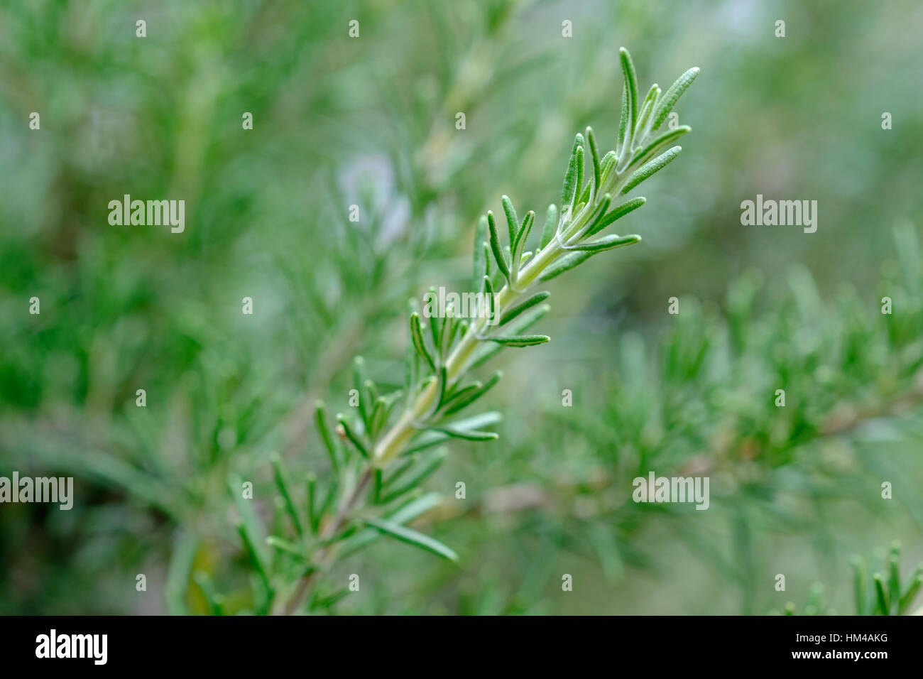 Sprig of rosemary (Rosmarinus officinalis) growing in a kitchen garden Stock Photo