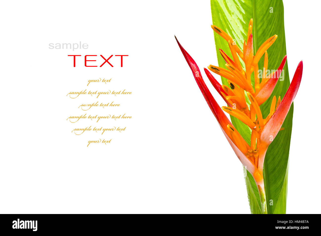 Beautiful orange flowers (Bird of paradise) isolated on white background Stock Photo