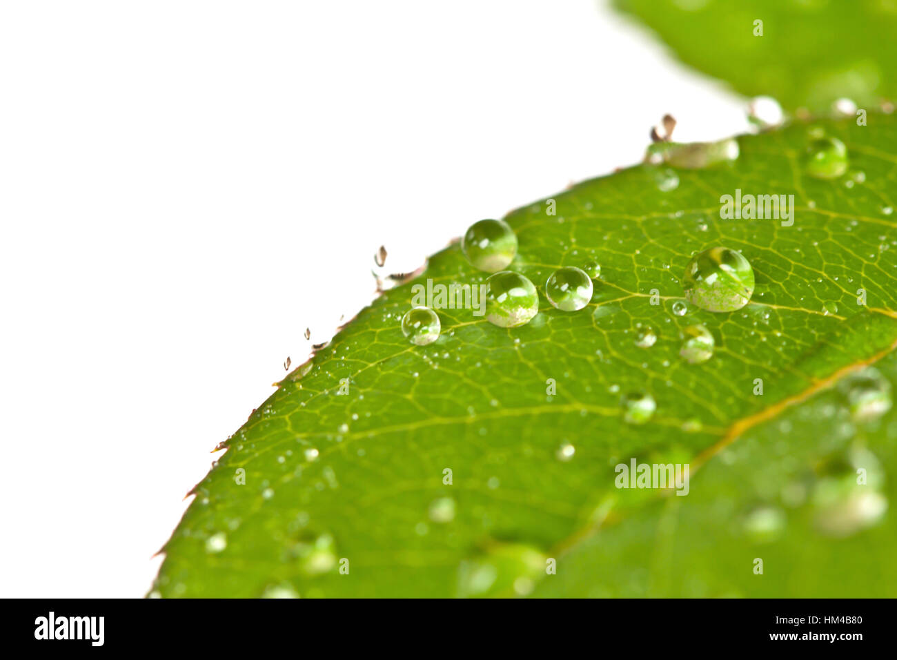 Green roses leaves with waterdrops Stock Photo - Alamy