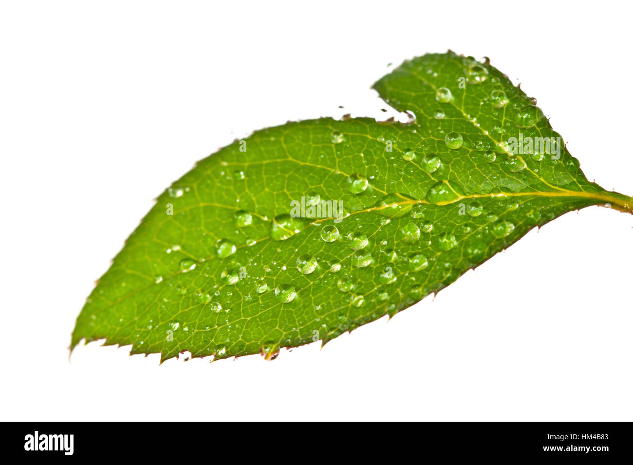 Green roses leaves with waterdrops Stock Photo - Alamy