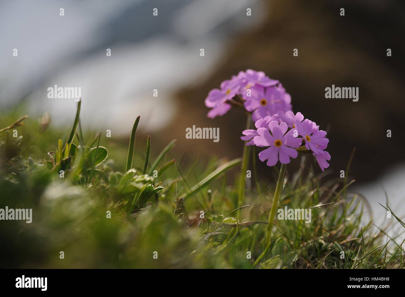 Mountain flowers in Spring time in the Alps Stock Photo