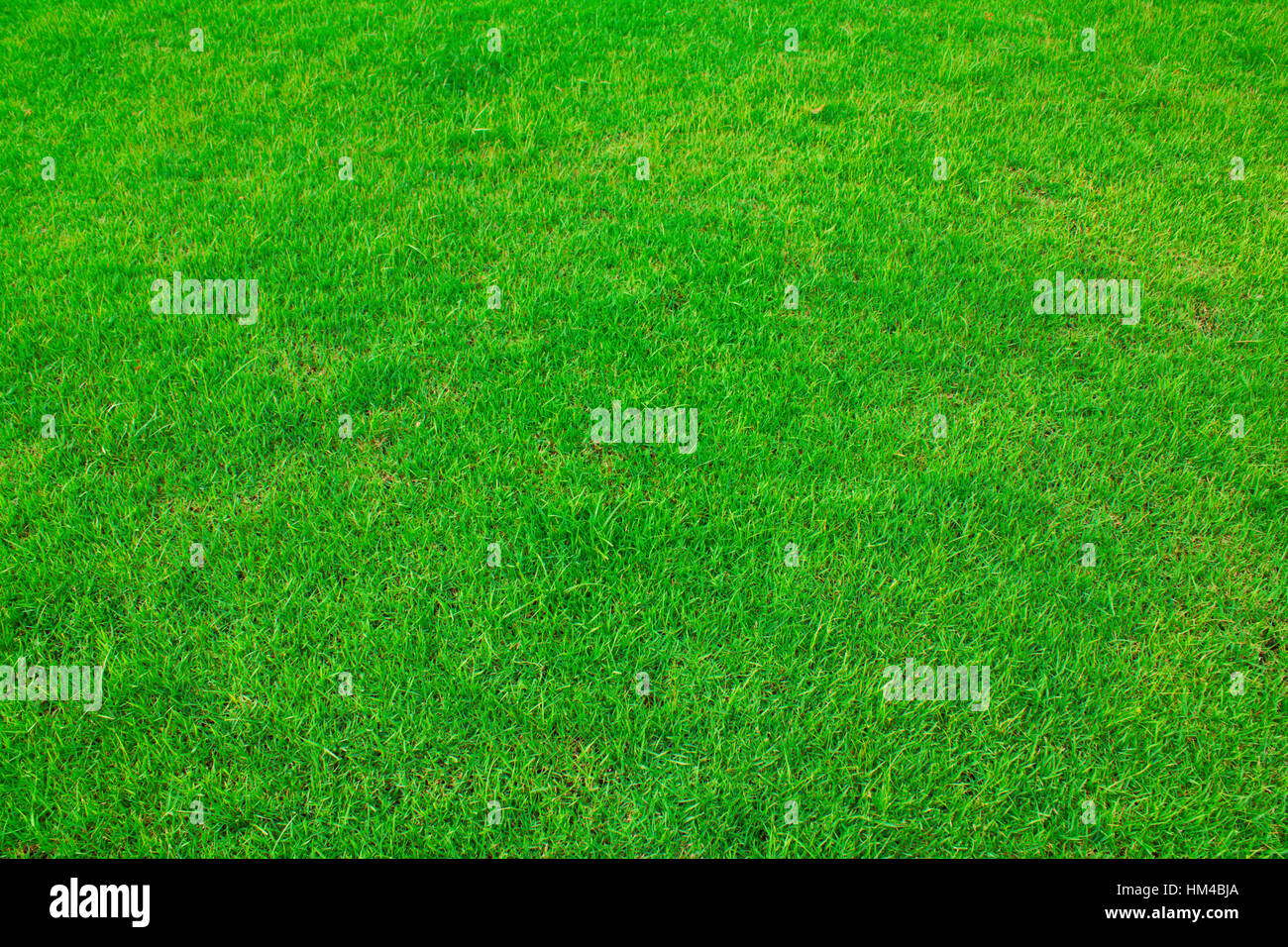 Green grass background Stock Photo - Alamy