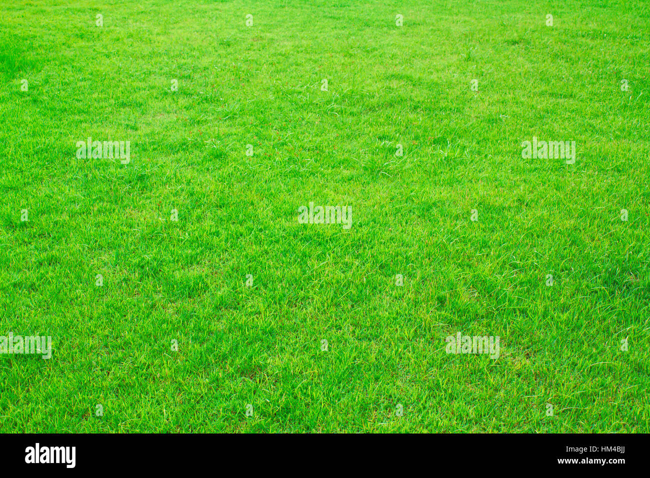 Green grass background Stock Photo - Alamy