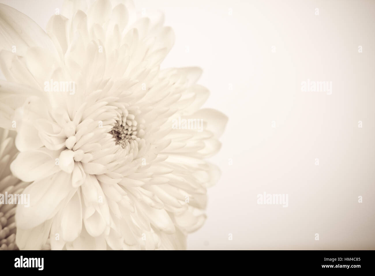 Vintage White Flower Stock Photo - Alamy