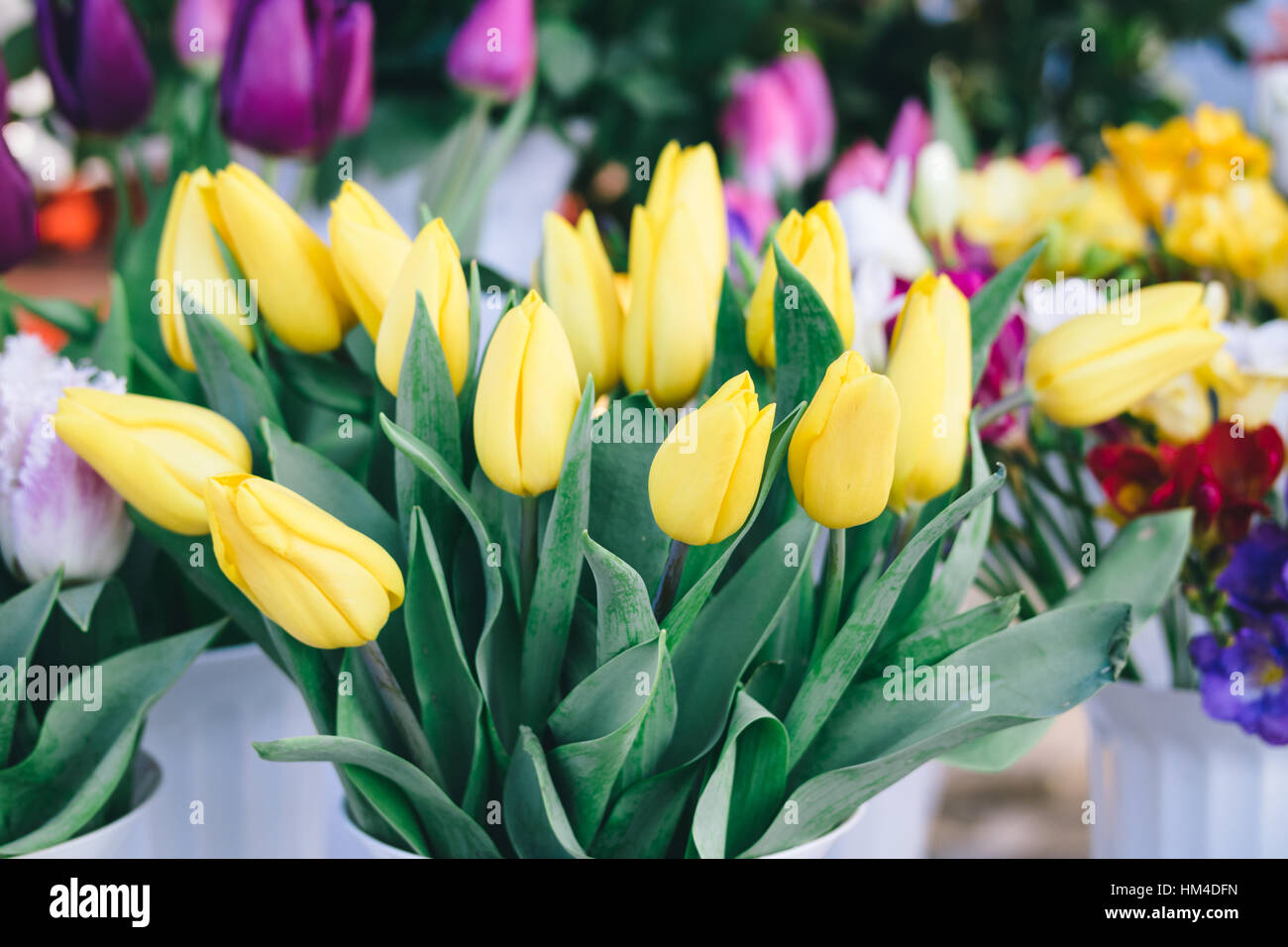 Yellow tulips in the flower shop counter Stock Photo - Alamy