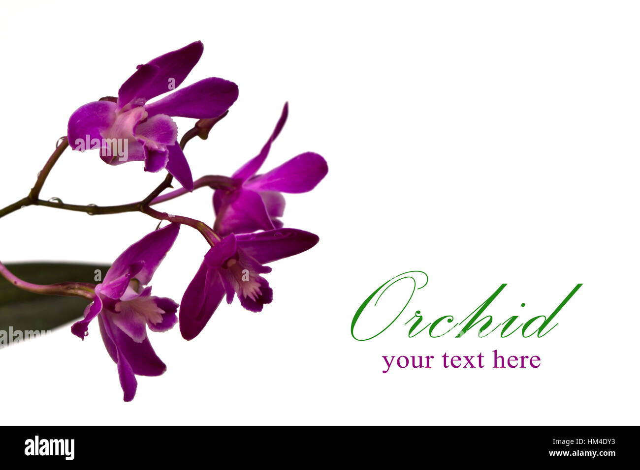 Pink orchid isolated on a white background Stock Photo - Alamy