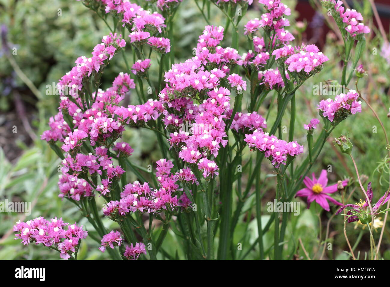 Statice flowers or also known as Limonium sinuatum, sea lavender, notch leaf marsh rosemary, sea pink, wavyleaf lavender Stock Photo