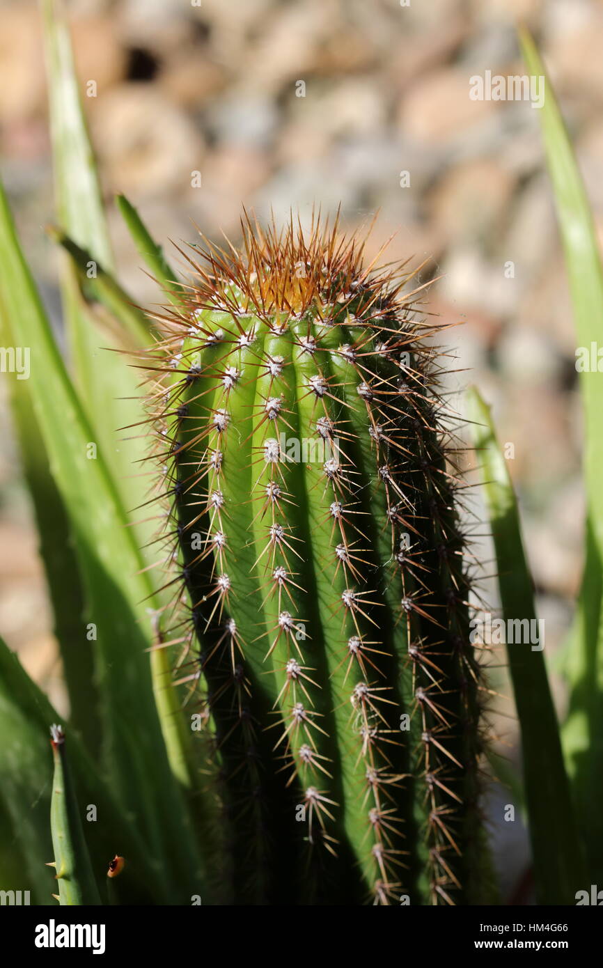 Close up shot of  Echinopsis spachiana Cactus with thorns Stock Photo