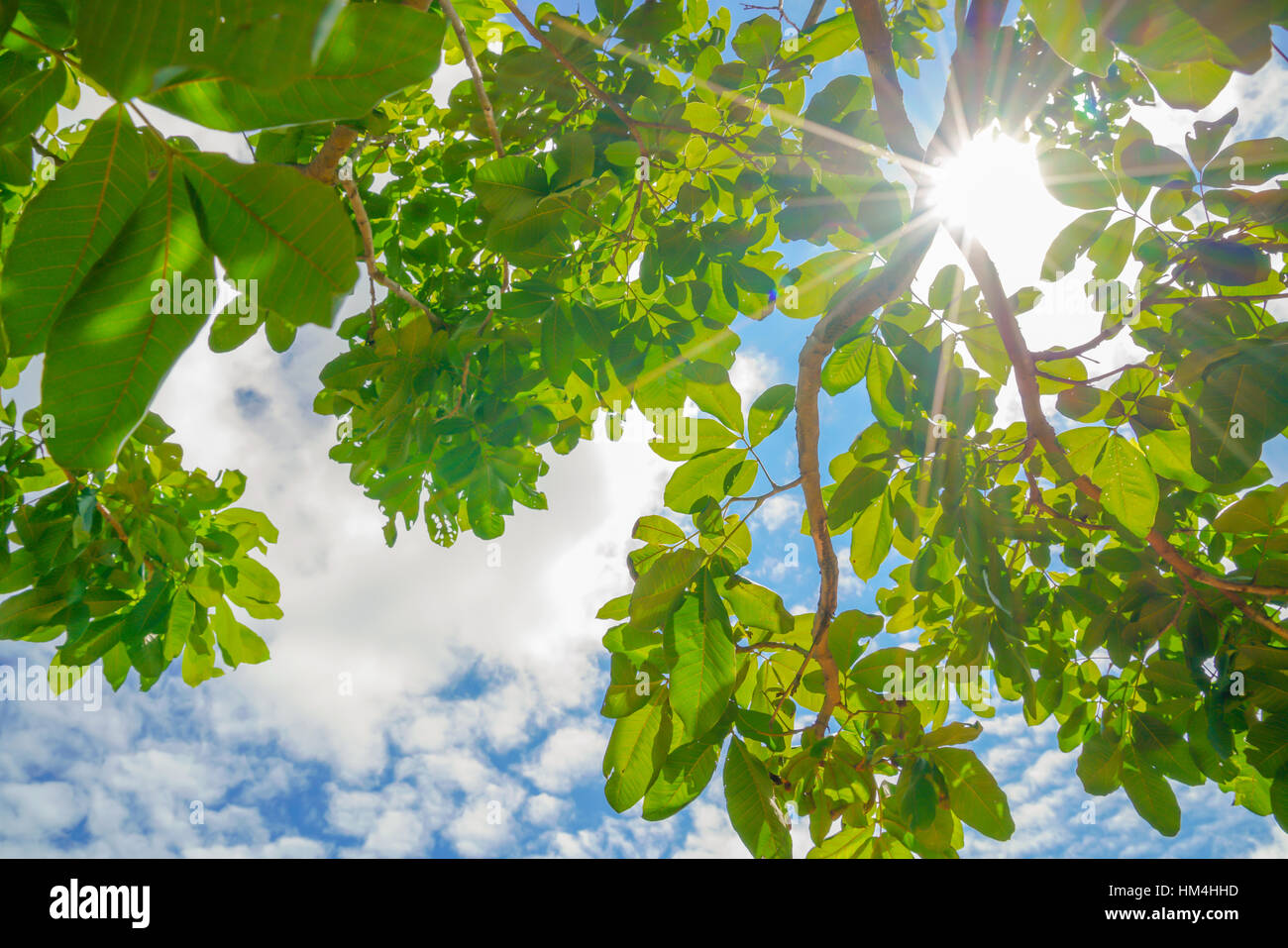 Beautiful trees branch on blue sky Stock Photo - Alamy