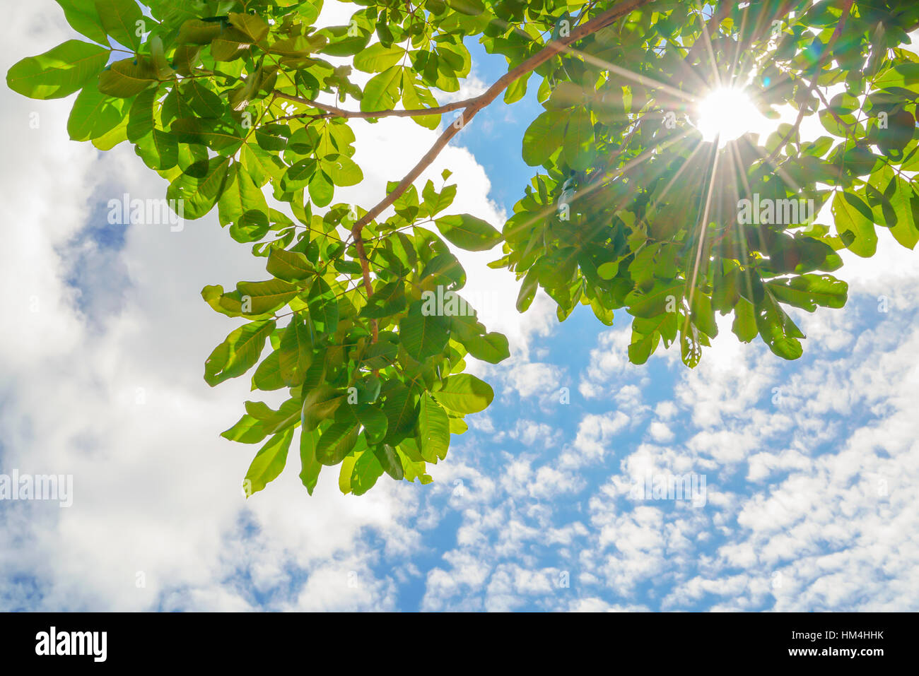 Beautiful trees branch on blue sky Stock Photo - Alamy