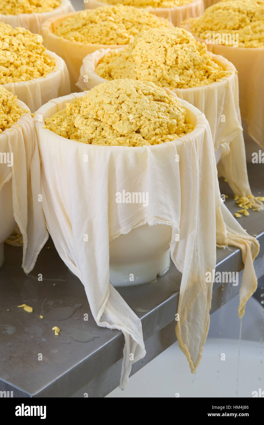 Production of mimolette cheese. Stock Photo