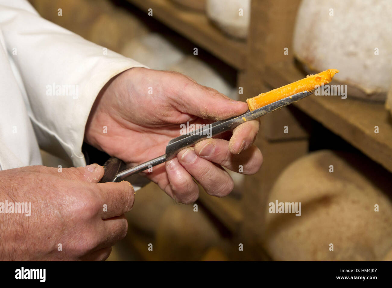 Hands of a cheesemaker holding a sample of Mimolette cheese. Stock Photo
