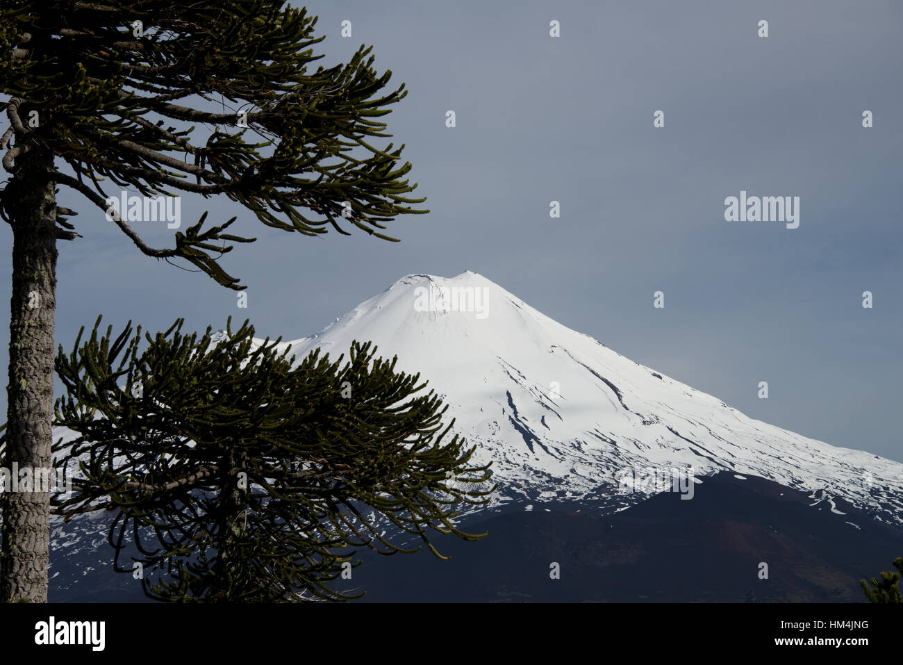 Volcan Llaima and Araucarias, Conguillio National Park, Chile Stock Photo