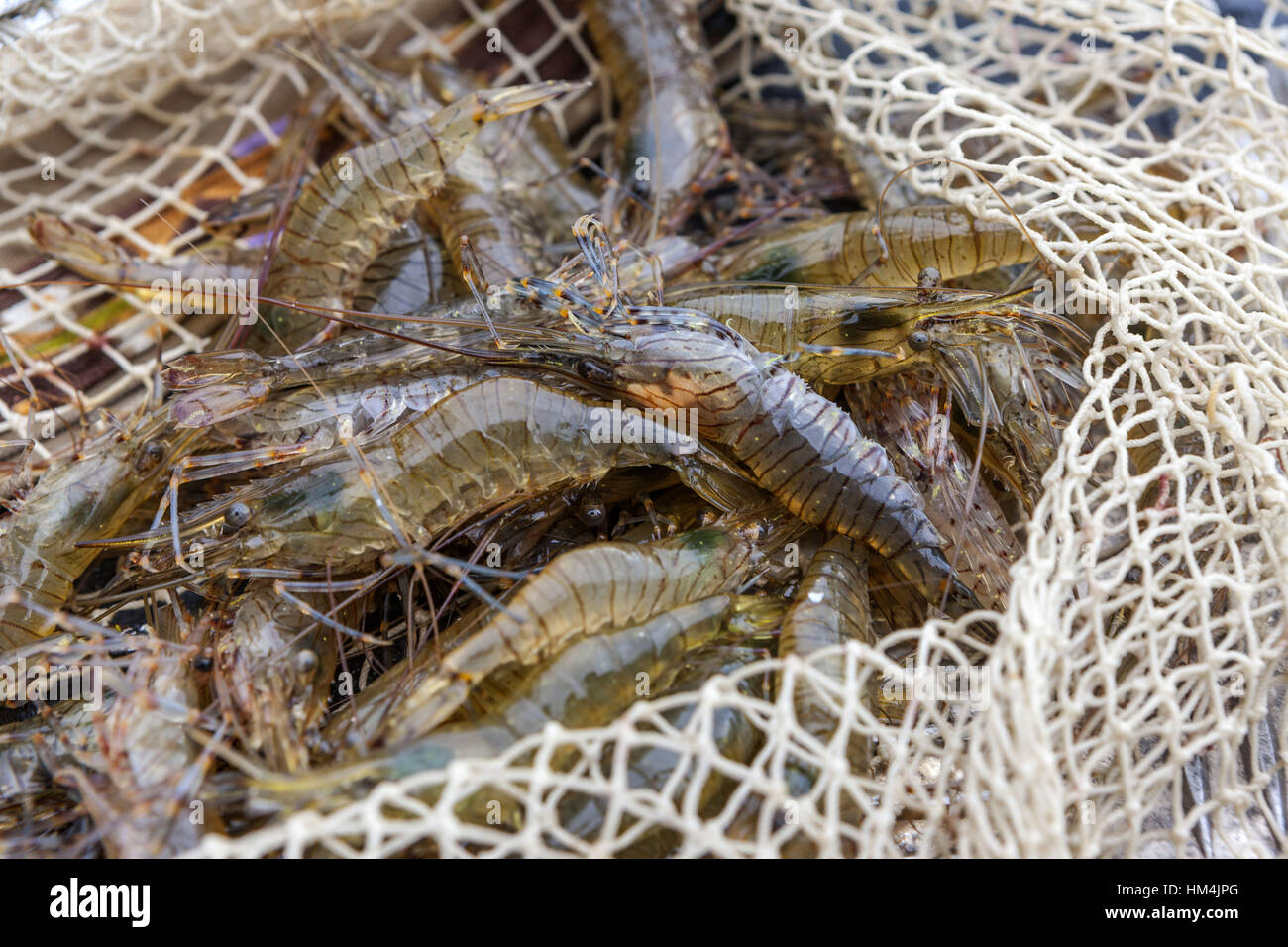 Shrimp net hi-res stock photography and images - Alamy