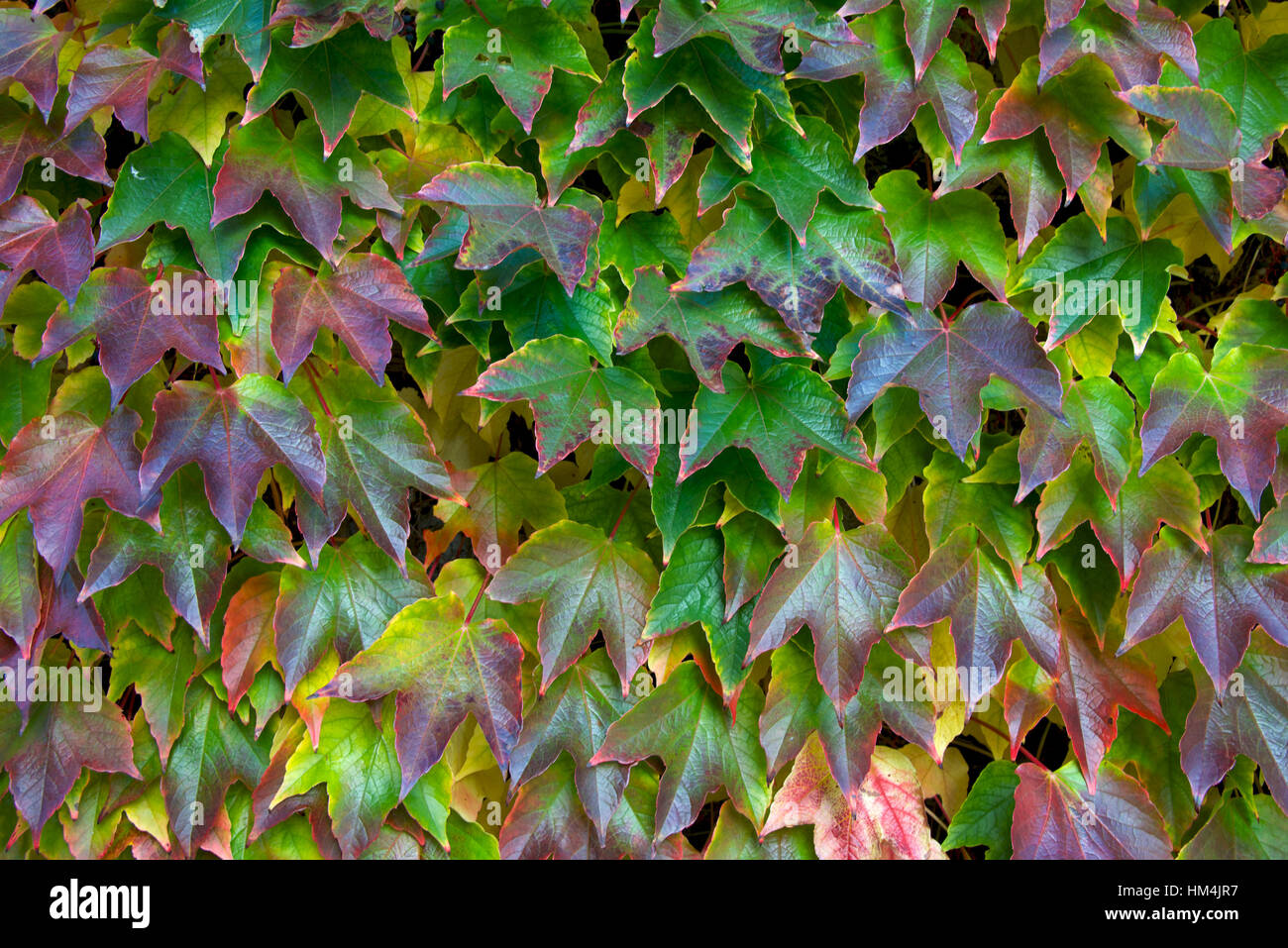 Vine leaves in early autumn Stock Photo