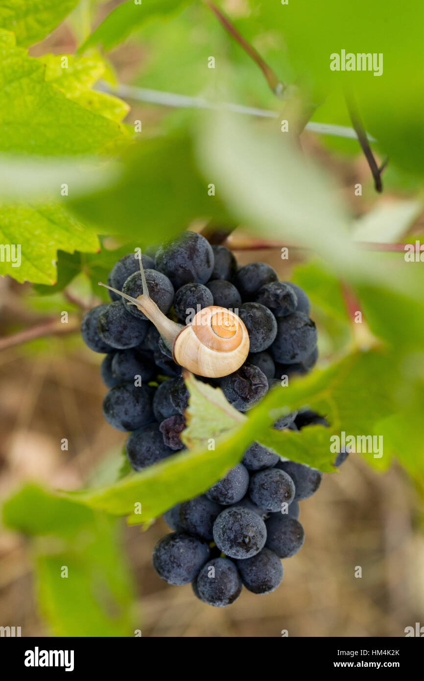 Bunch of grapes and snail Stock Photo