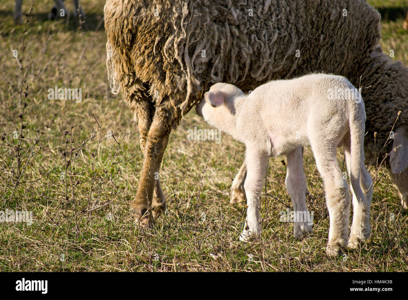 cute lamb in summer with sheep to drink milk Stock Photo Alamy
