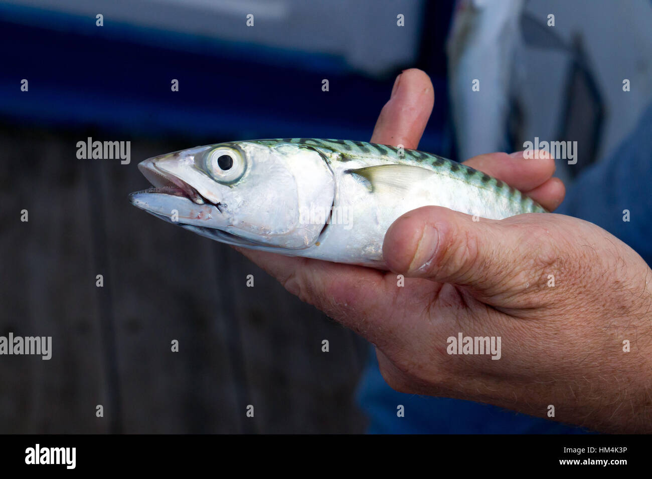 Mackerel fishing Stock Photo