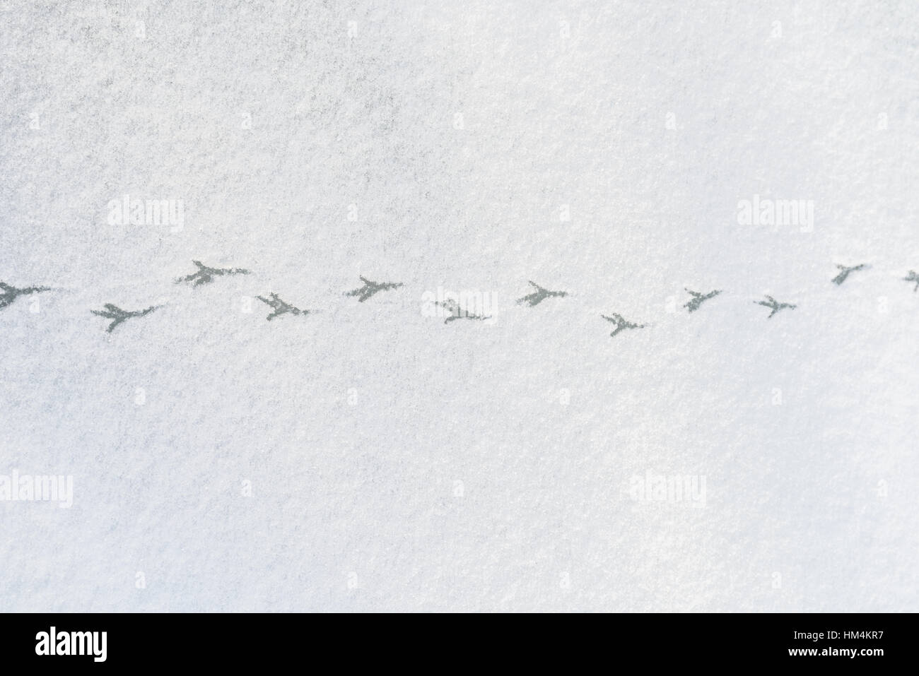 Bird Foot Tracks On Snow Stock Photo