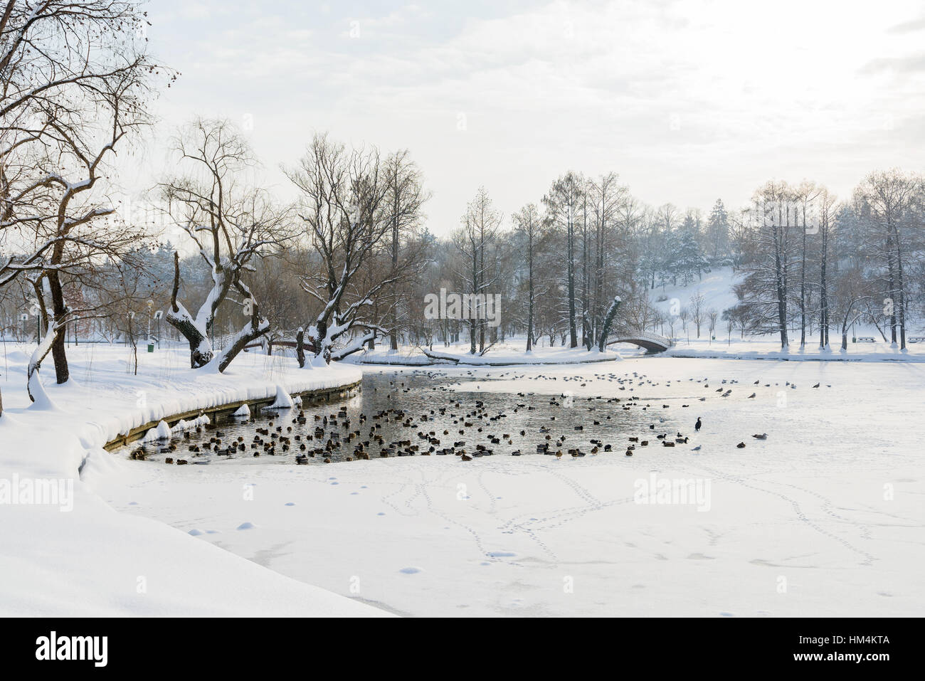 Ducks And Seagull Birds On Frozen Lake In Winter Stock Photo
