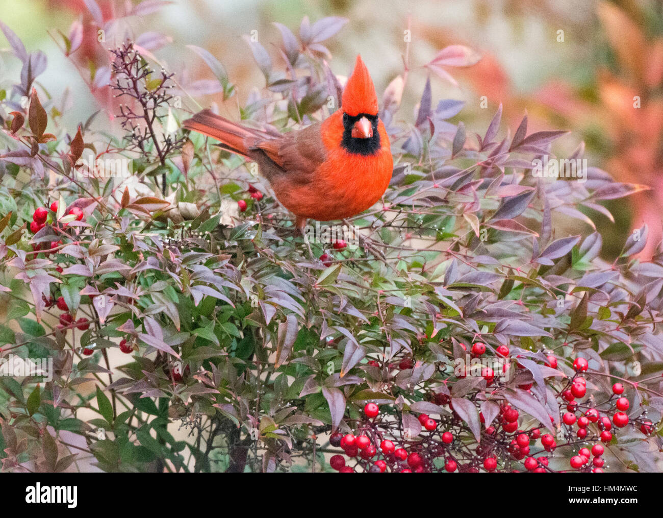 A male cardinal sits on a bush with red berries. Stock Photo