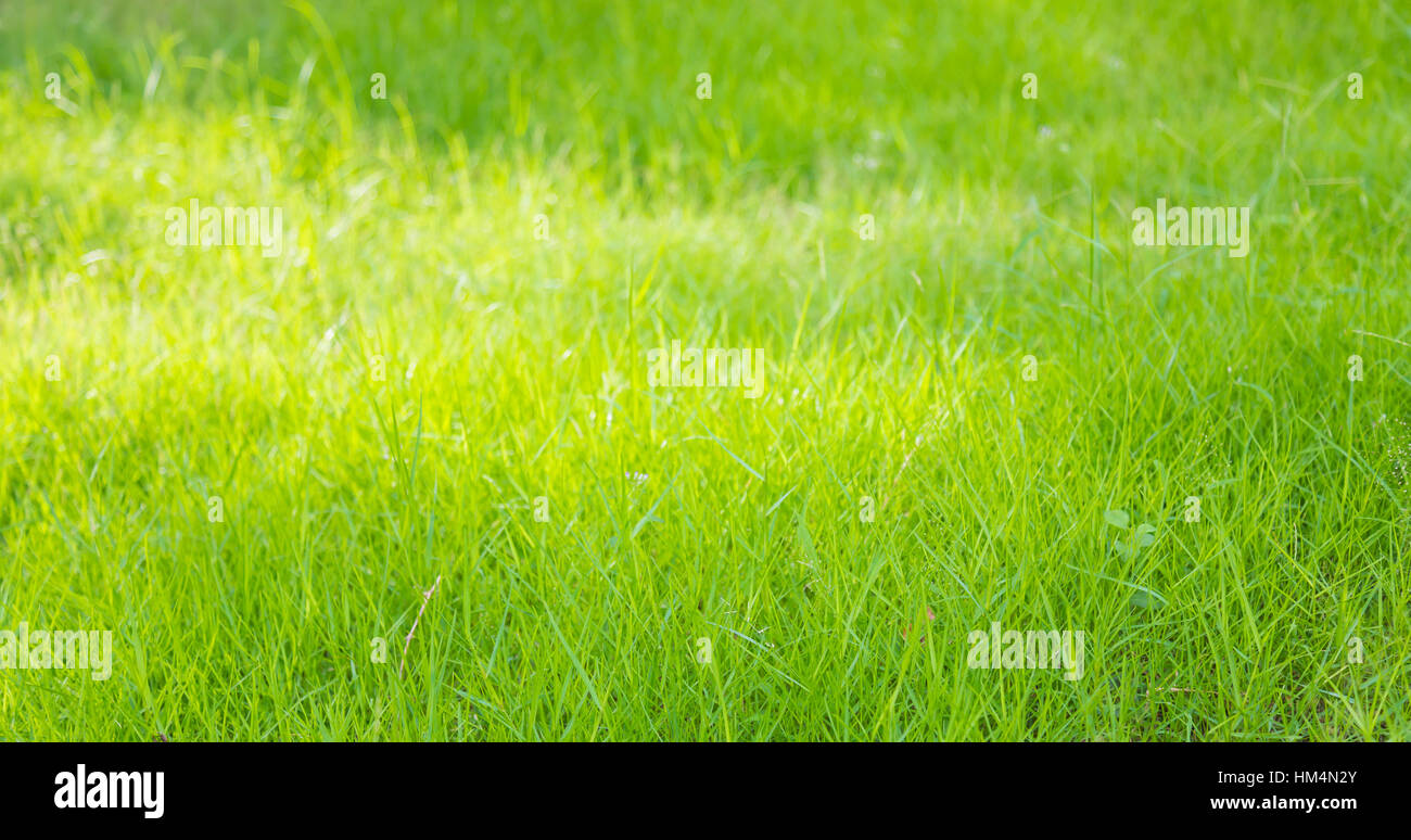 Close-up image of fresh spring green grass Stock Photo - Alamy