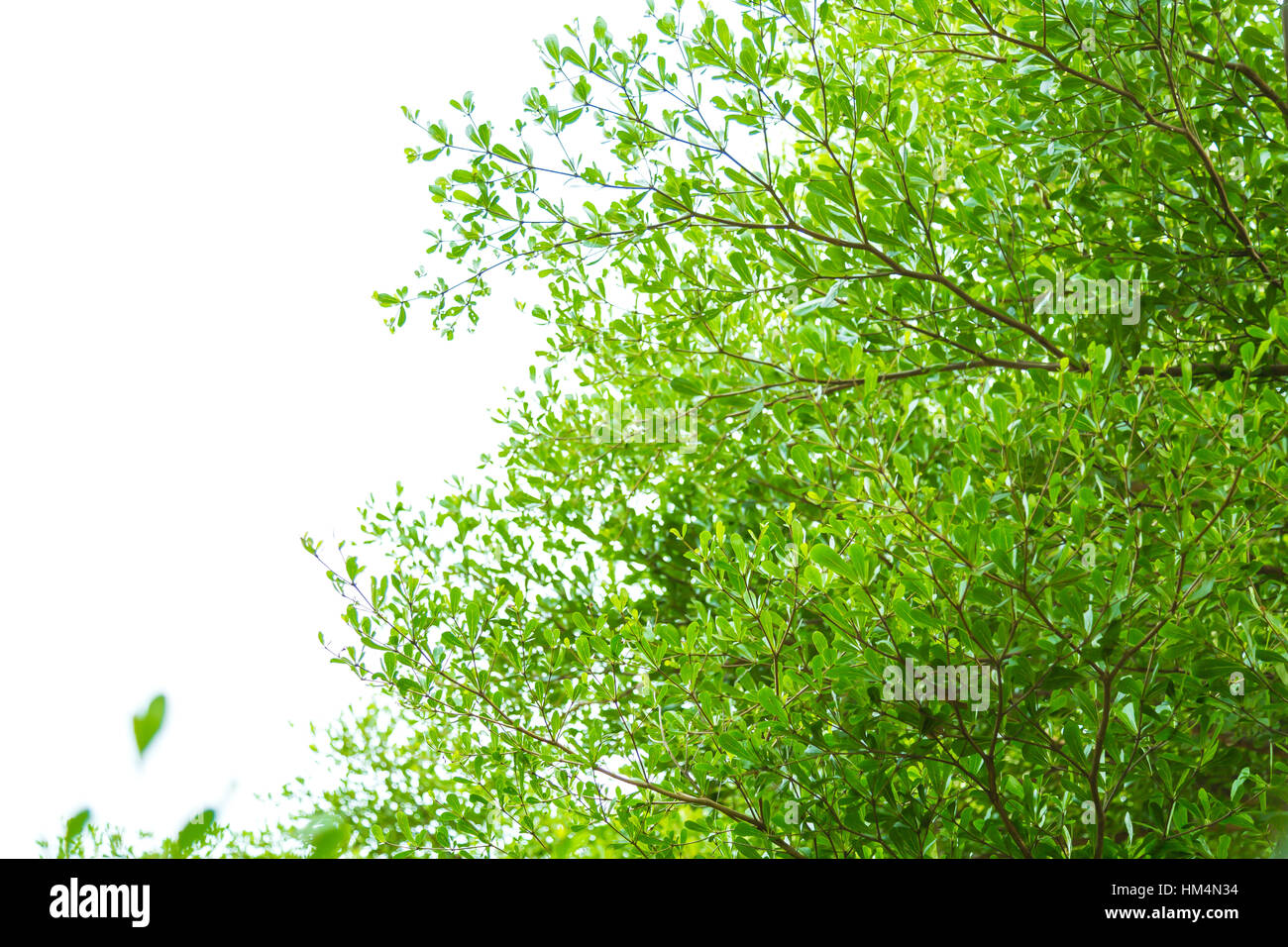 Green forest with sunlight Stock Photo - Alamy