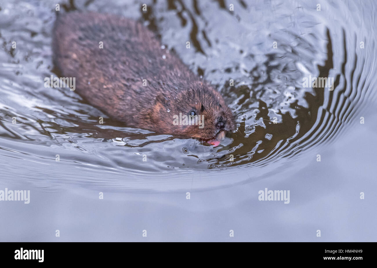 European water vole, a semi-aquatic rodent. Stock Photo