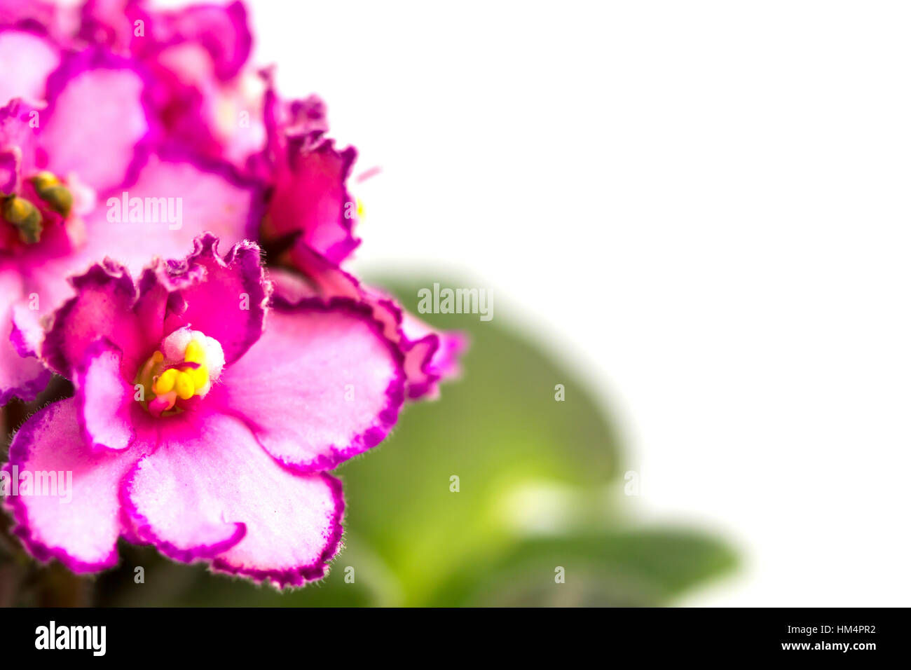 Beautiful pink flower (Orchid) isolated on white background Stock Photo ...