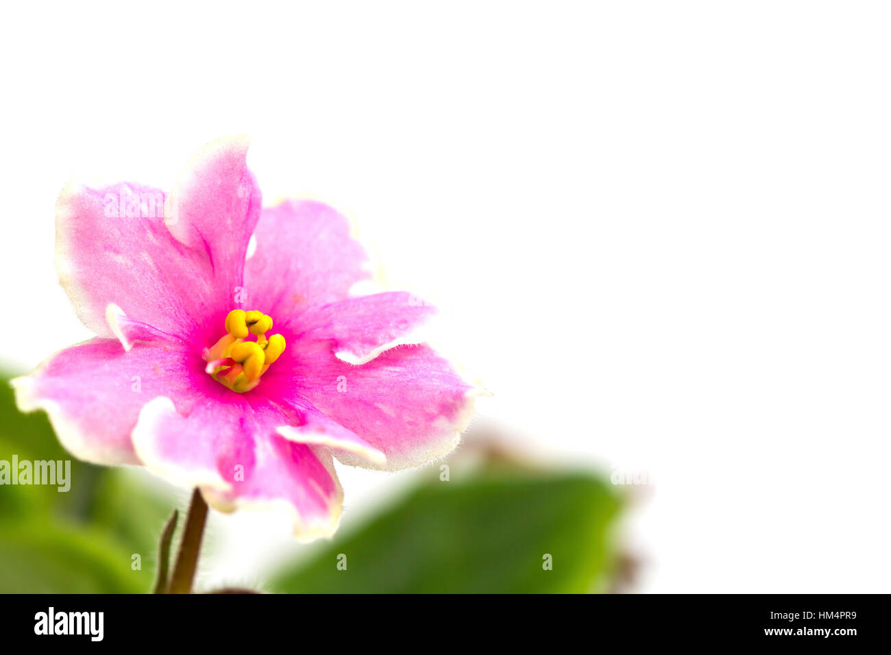 Beautiful pink flower (Orchid) isolated on white background Stock Photo ...