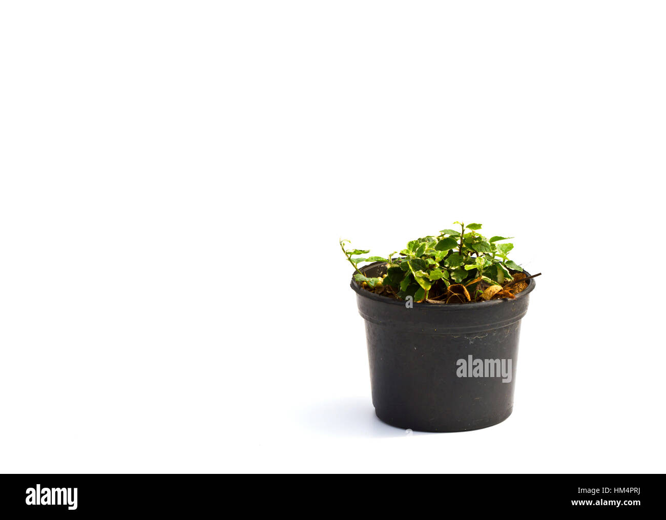 Little plant in a black pot . Isolated on white background. Space for