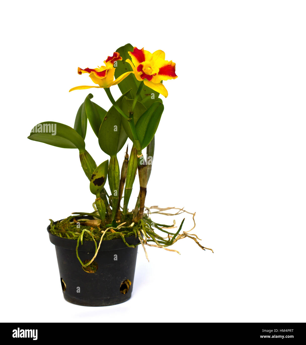 Red And Yellow Beautiful Orchid In A Pot On A White Background Stock ...